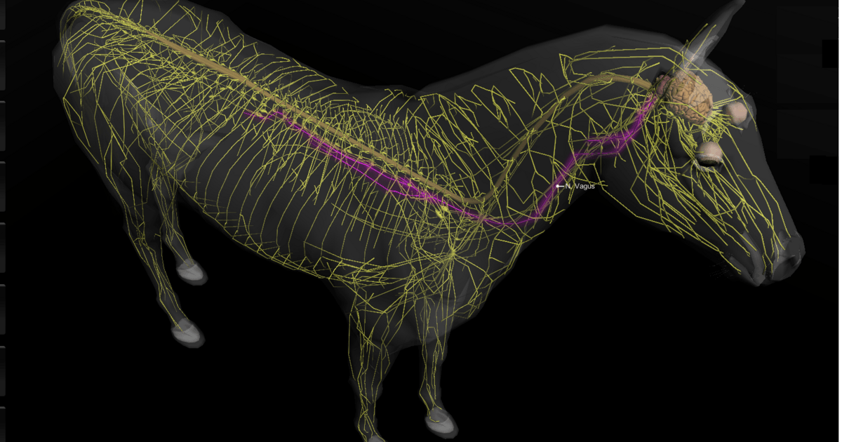 Peripheres Nervensystem Pferd